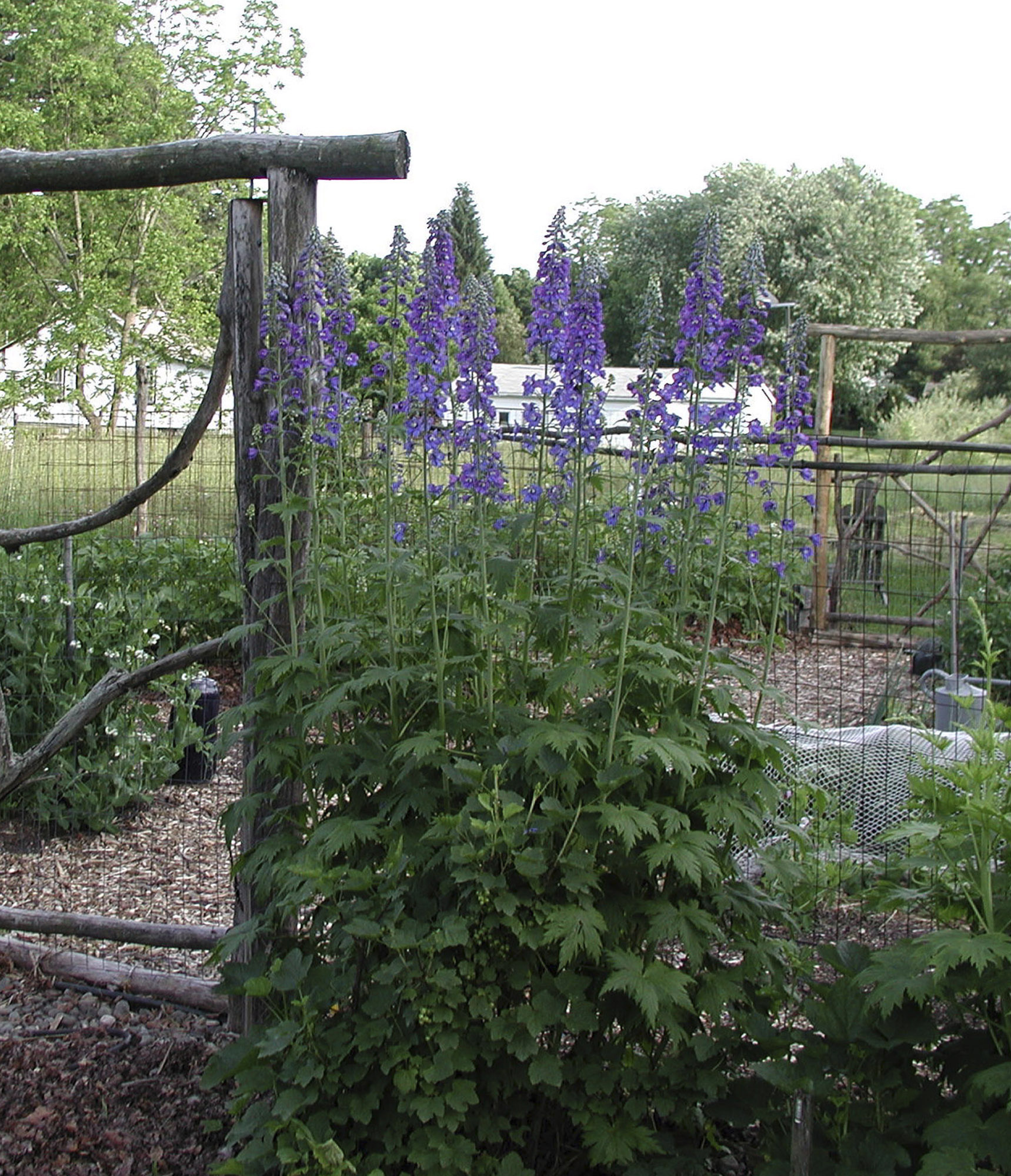 Will the real perennials please stand up? News, Sports, Jobs